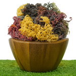 Full Spectrum Seamoss: Nature's Nutrient-Packed Treasure-4