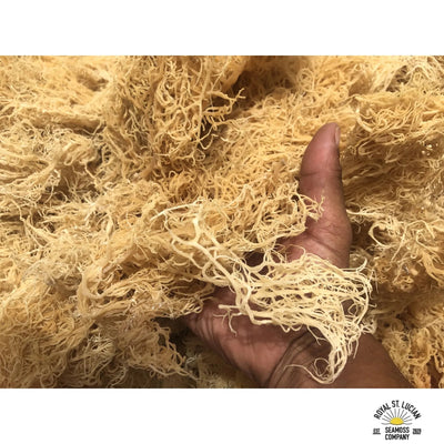 Premium St. Lucian Gold Seamoss-0